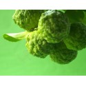 Bergamote BIO 10ml / 30ml /100ml