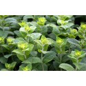 Menthe Poivrée BIO 10ml / 30ml / 100ml