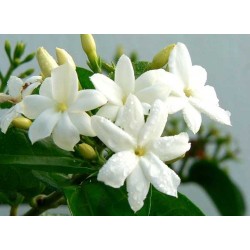 Huile parfumée au Jasmin