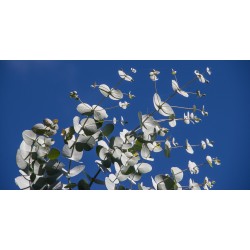 Eucalyptus Globulus BIO 10ml / 100ml