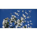 Eucalyptus Globulus BIO 10ml / 30ml / 100ml