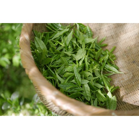 Tea Tree BIO - 42